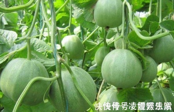 皮肤|女人常吃此物,保护子宫,子宫变得健康,皮肤越来越细腻,效果好