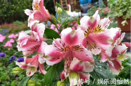 花朵|养一盆在家,四季常开花,室内也能种,花色繁多易爆盆