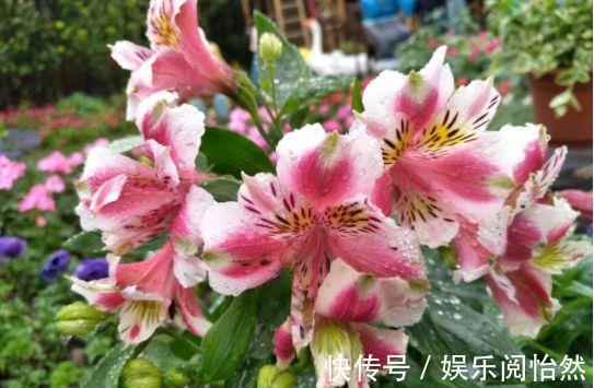 花朵|养一盆在家，四季常开花，室内也能种，花色繁多易爆盆