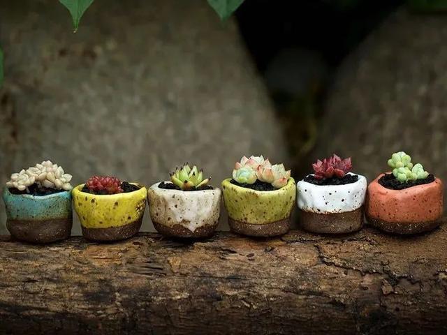 家里养盆虎皮兰,小花盆、挤着养,疯狂开花爆小崽!