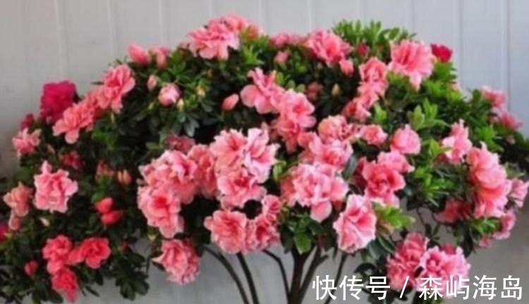 映山红|4种高颜值“网红花”,花美色艳,一言不合就爆盆,你一定喜欢