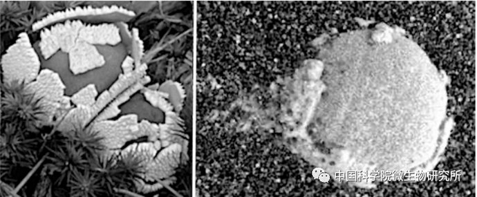 非生物 火星上存在真菌吗？