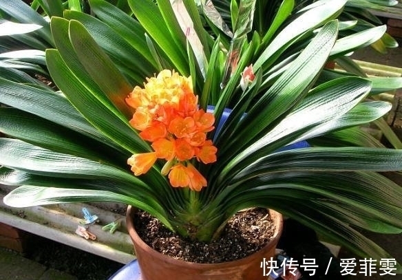 油渣|养护君子兰用些“大补肥”,不花钱,花卉也能长得“翠绿无比”