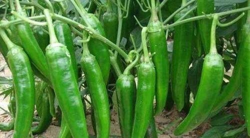 青椒青椒|想长寿得会吃，多吃这4种食物，有美容养颜，延年益寿之功效