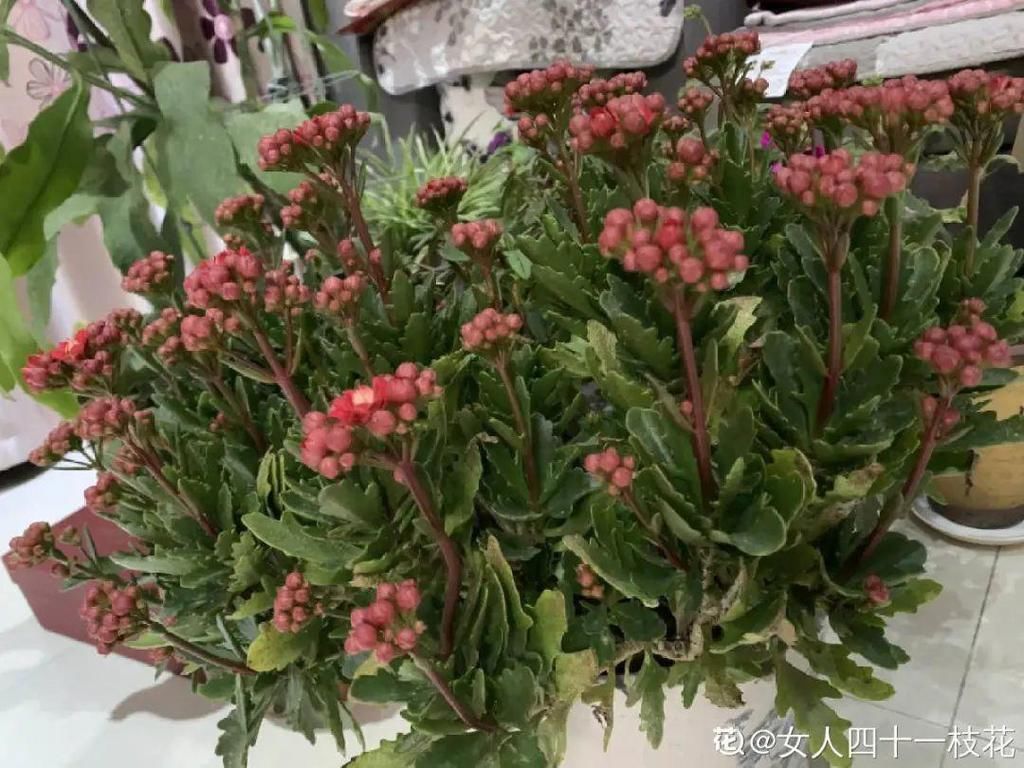 茶花冒花苞，用手一碰就掉了，到底为啥？