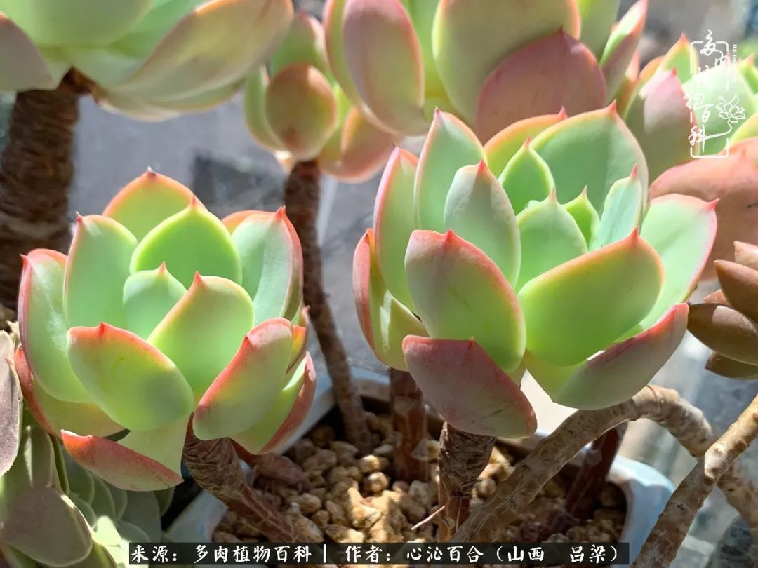 夏季的多肉，绿色才是主色调！努力呵护，期待绽放的那一刻！
