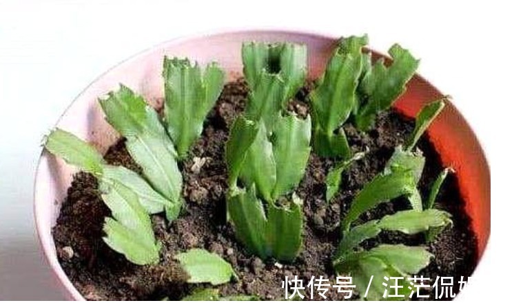 生根|3种花受欢迎,“随便”折个枝就能活,7天生根,立冬就开花