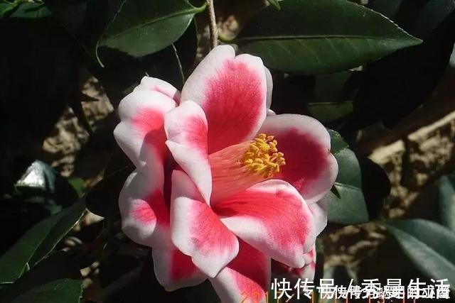 花中娇客|中国传统名花“花中娇客”,30种茶花一开,美了十里八乡