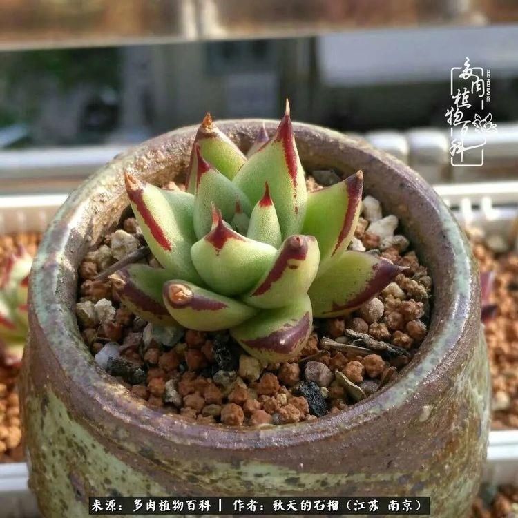 渡劫归来的肉肉,谁是谁的前世,谁又成了谁的今生