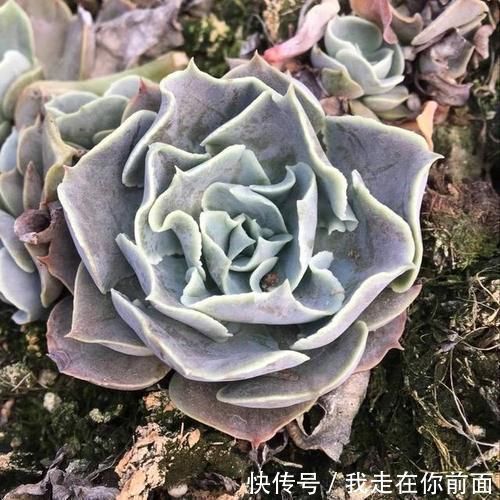 白雪公主|来自“童话里”的6款多肉,满满都是回忆,听名字就很想养上一盆