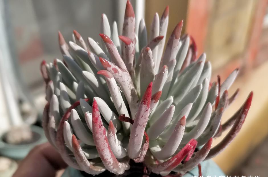 叶片|多肉爱杜丽丝好不好度夏?如果你像我这样养的话,那度夏自然不难
