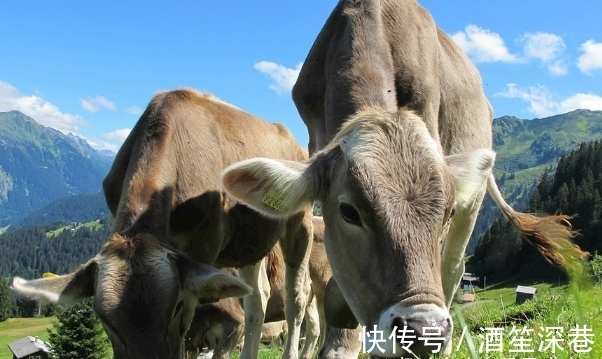 机遇|10月7-10月21日，突破瓶颈，逆流而上，扭转乾坤，抓住机遇的生肖