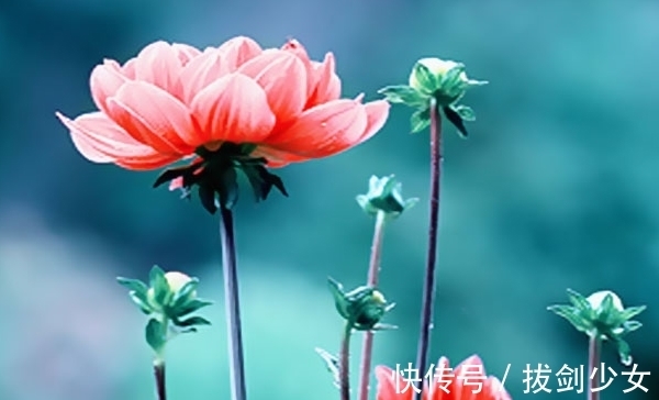 桃花运|12月5日-12月16日，喜事天降，富贵不倒，迎来好福气