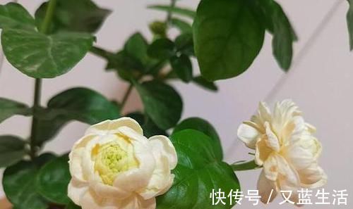 干枯|茉莉花叶片焦枯，有2种“病因”，避开养护，生长不断，开花爆盆