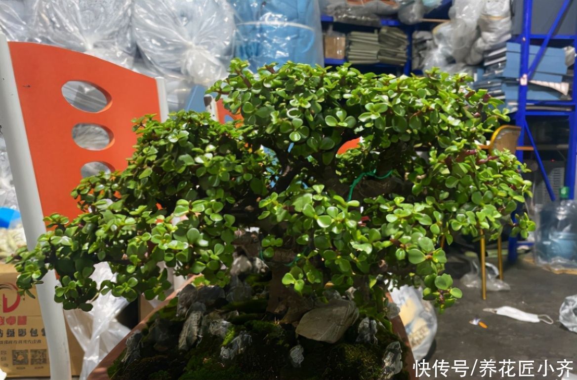 枝条|入秋后养金枝玉叶,做好“3件事”,叶片肥厚油绿,长得枝繁叶茂