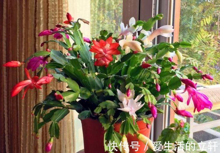蟹爪兰花|家里阳台必养此款花卉，耐寒易打理，空气清新，比啥都强！