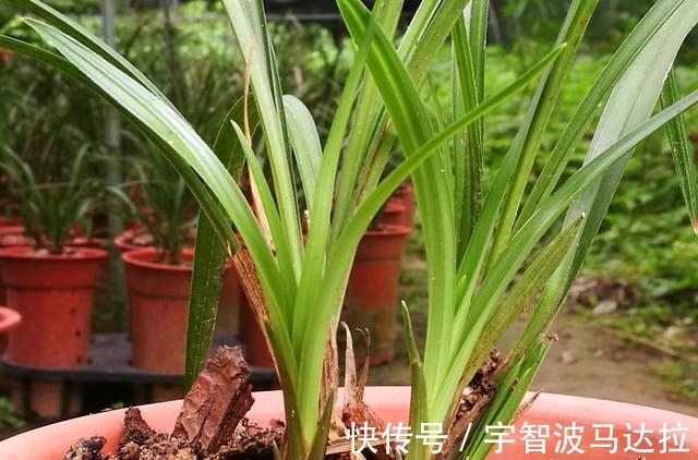 兰花分株的正确方法有哪些？新手兰友速成技巧，简单又实用
