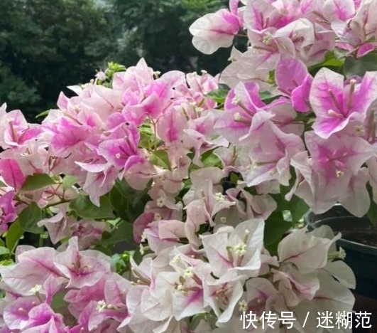 农历9月14寒露后，养什么花？以下3种花，四季平安五福临门