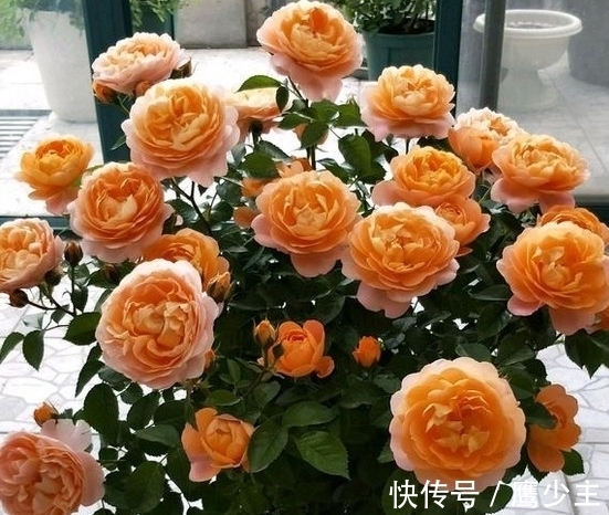 月季光杆后如何才能快速恢复生长,分清情况是关键