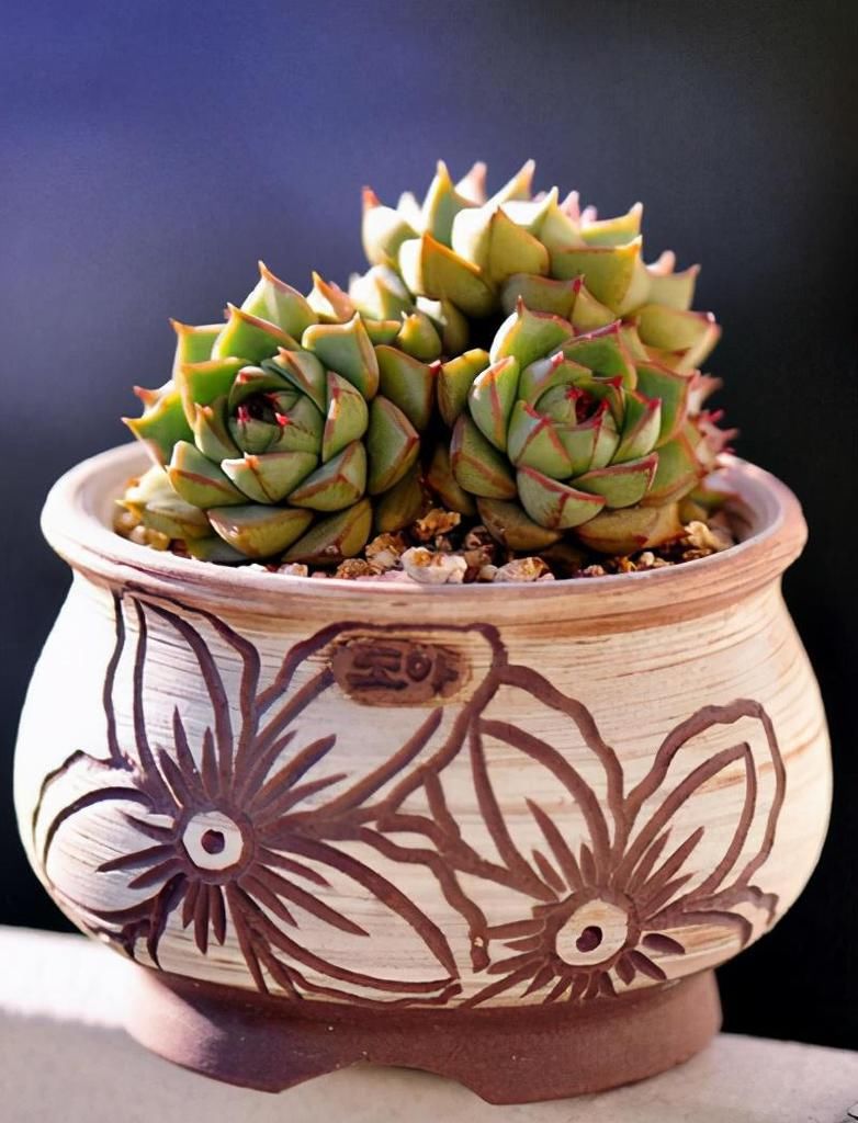 新手养多肉别头疼，新买的多肉学会看状态，服盆了才能长得好