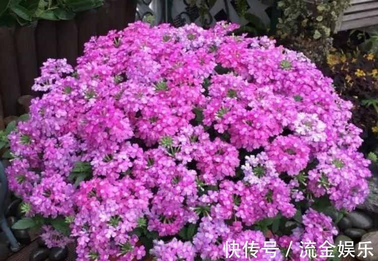 樱株丛|4种花美的出奇,色彩艳丽,盛开时如花海一样,令人流连忘返