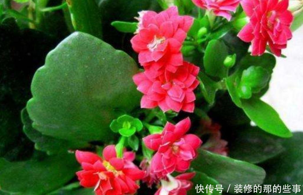 不用|这5种常见的花,不用枝条也能扦插,叶片插土里就能生根