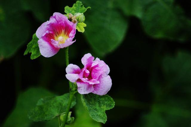 农村叫做“鸡冠花”，小时候经常沾在鼻子上，好玩还好看