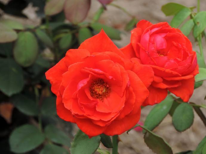 喜欢牡丹,不如养盆“珍稀品种”香云,花朵鲜红,饱满浓艳!