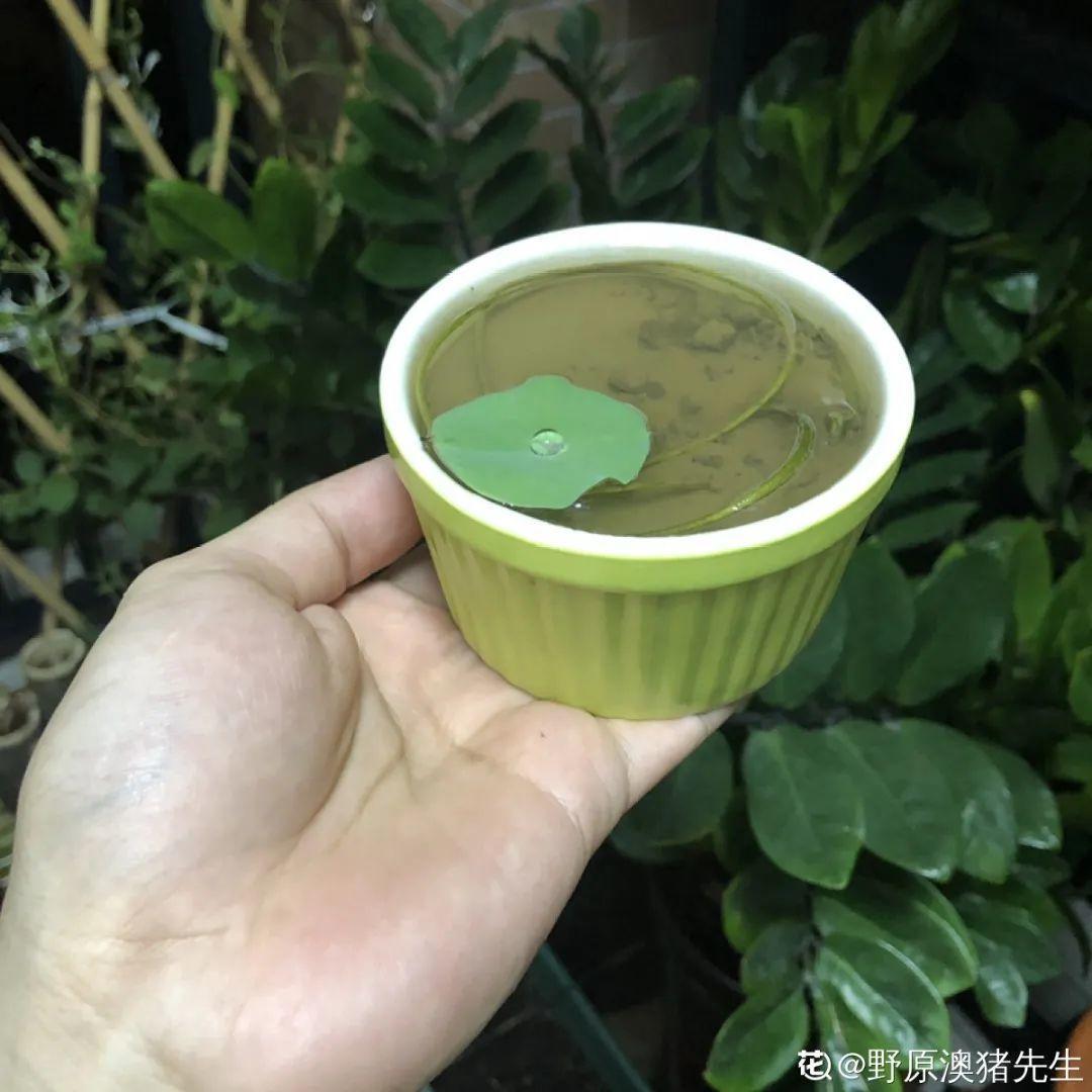 枯萎|9种花是富贵命,必须大盆养,小盆养会憋死