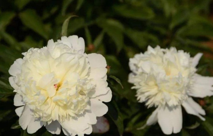 芍药花如何养更漂亮教你3个妙招,花开满枝头,花朵艳丽多彩