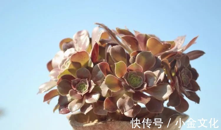 以阳光为滤镜,蓝天为背景,期待拥抱春天,拥抱自然!