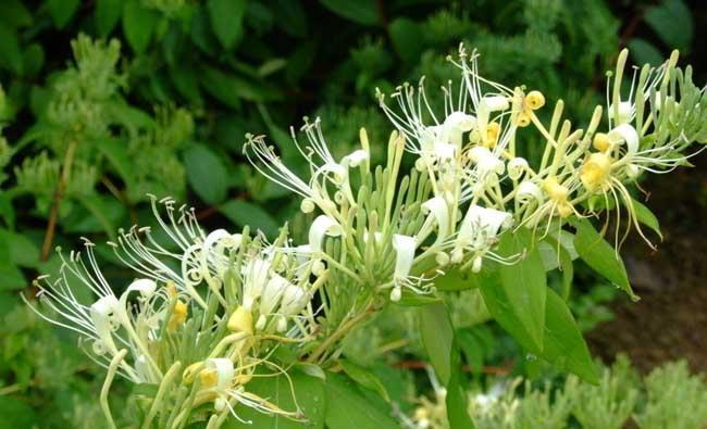 冬至之前最好看的“艳丽花”，清新淡雅又贵气，寓意紫气东来