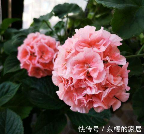 种花|三伏天，这三种花要备份，好处多多，年年有花看