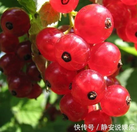 醋栗|农村这种常见的野果，不但能降血脂、降血压，还能治疗皮肤病！