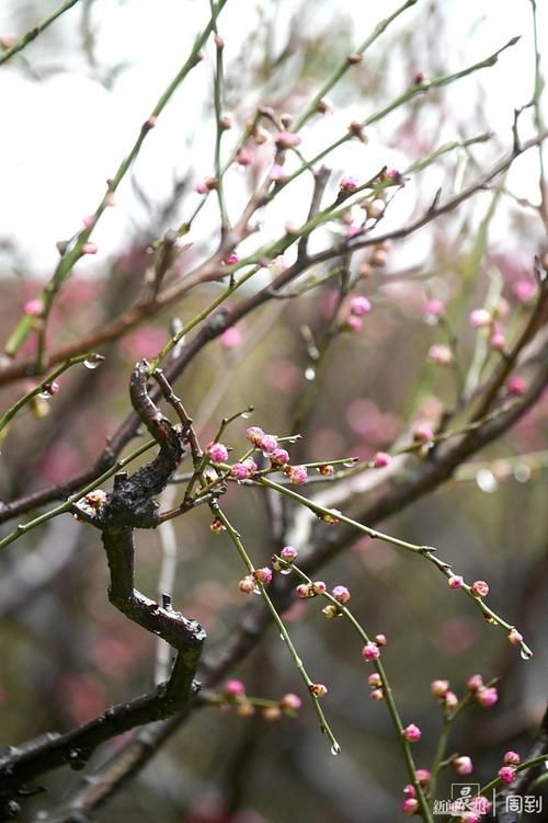 晨镜头|外滩黄浦公园:雨中红梅含苞待放,春节期间将迎盛花期 | 有个