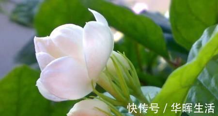 养茉莉花,这一步很多人都出错,难怪养一盆死一盆