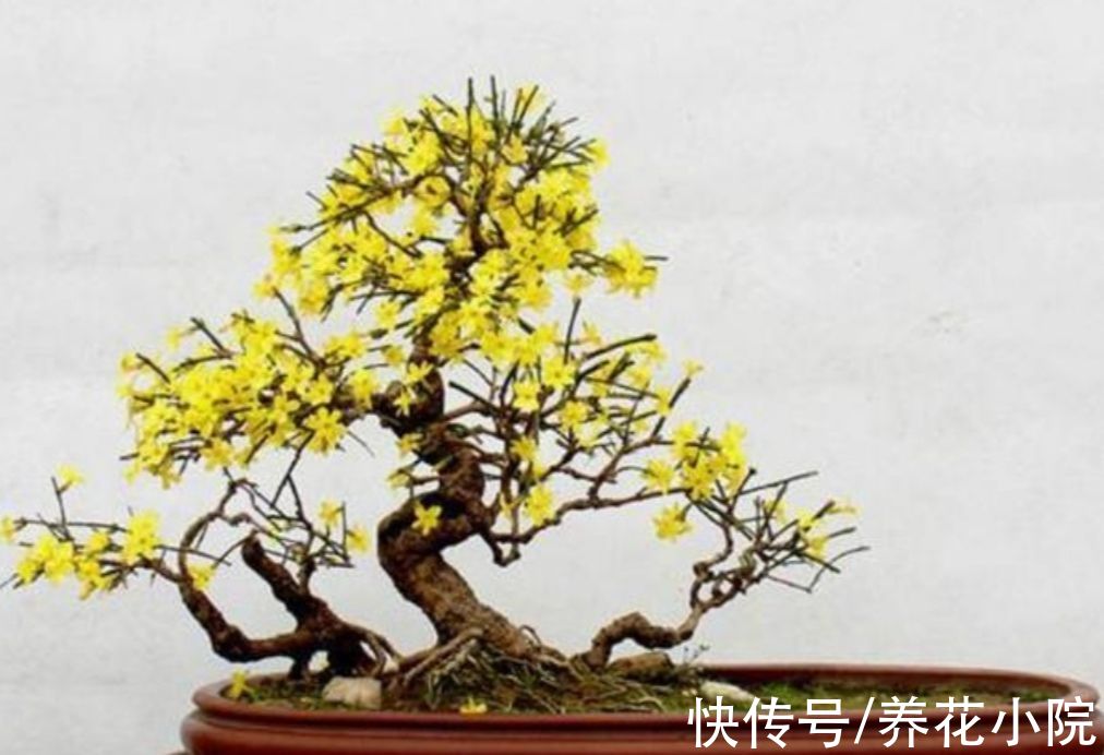 家里养5种花，10月以后别“修剪”，不然影响来年开花