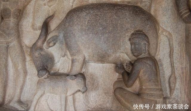 水牛|印度人不吃牛肉,这3亿头牛怎么办没关系,不同等级下场不一样