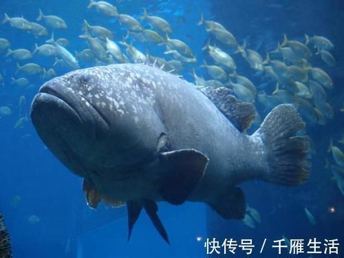 鱼肉|喜欢吃鱼的人,这5种鱼劝你别多吃,肉中很可能含有毒素要小心