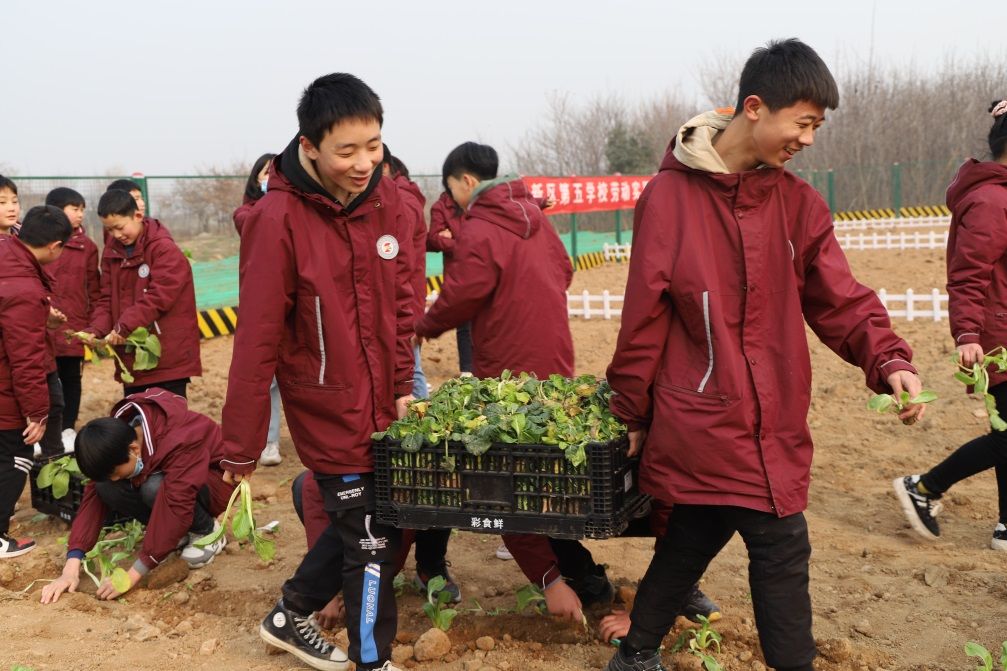 西安高新区第五学校劳动基地种菜忙