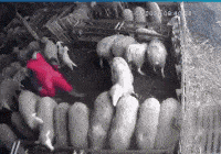 |搞笑GIF段子：一位崇拜紫霞仙子的，别说模仿的还真像