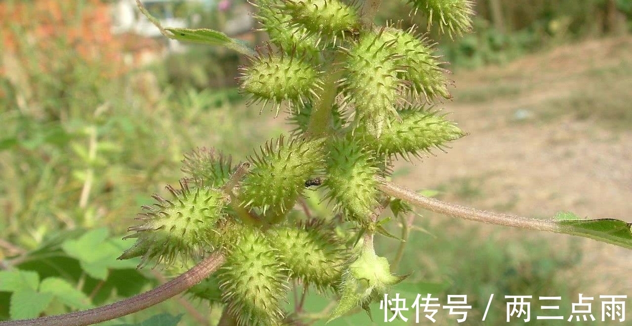 鼻窍|经常感冒咳嗽，常用此物泡，通鼻窍预防感冒，腰不酸了，腿不疼了