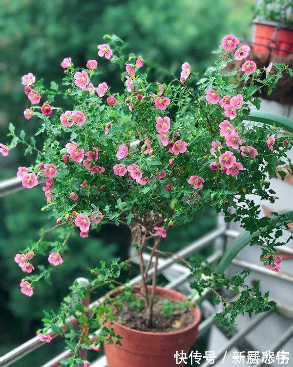 玫瑰|4种花美丽不输玫瑰，比兰花还香，四季持续开花，清香优雅