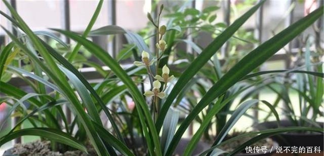 兰花|兰花长不好,把这2水果壳塞盆里,根系又多又白,苗势很旺!