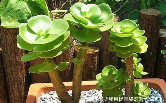 第一次养花，就养一盆“阳台精品” 金钱木，清新淡雅，高贵典雅