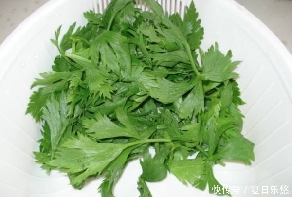 实在|芹菜叶泡水实在太厉害了，大家都离不开它，不学亏大了