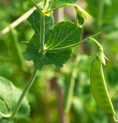 尿酸过高|秋季要多吃以下3种食物，美容养颜，减肥瘦身，值得分享给家人
