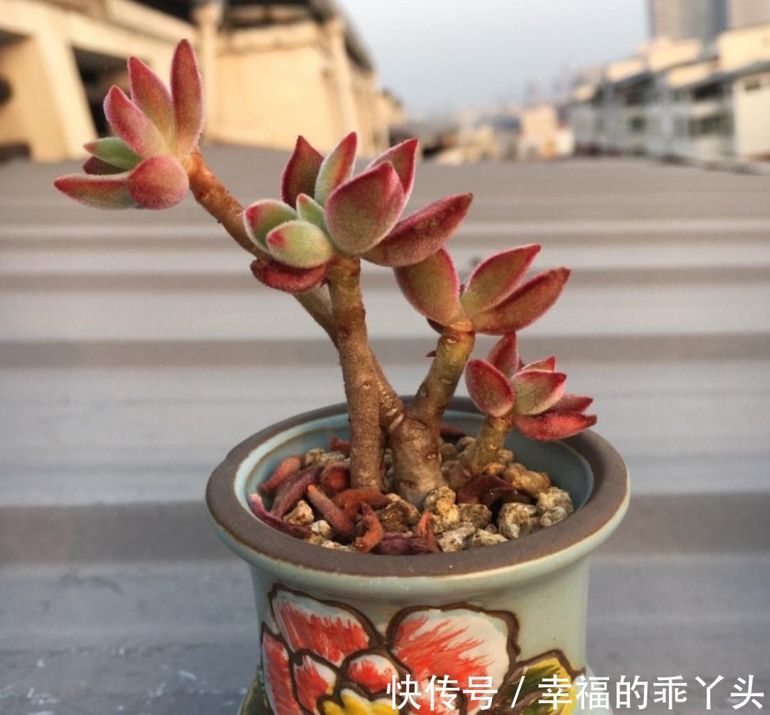 多肉掉叶子的原因，新手要注意