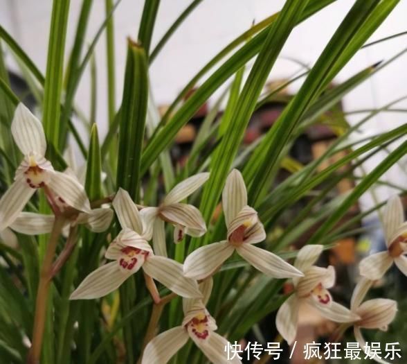 养兰花,只要这“2点”做到位,叶子翠绿花剑多,开花旺盛不腐烂