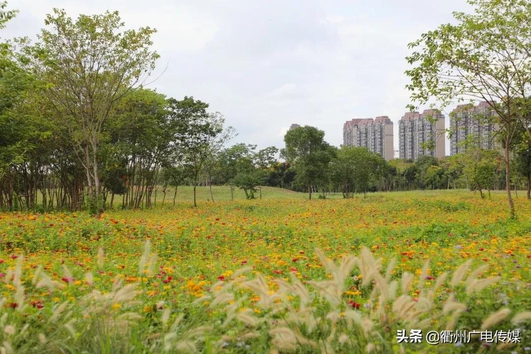 孔子花田|风车、花海、绿皮小火车……衢州这块家门口的网红打卡地宛若宫崎骏漫画！